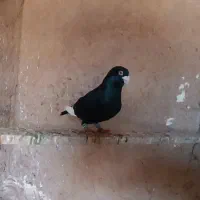 4کبوتر