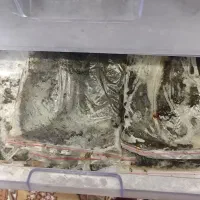 سبزی خوردنی