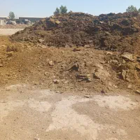 کود گاوی