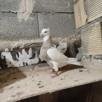 جفت طوقی ناب