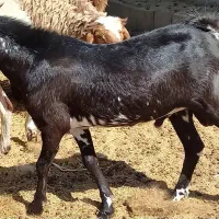 فروش چوش سفت چاق