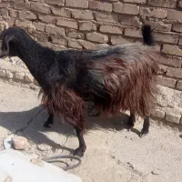 بز ماده چاق