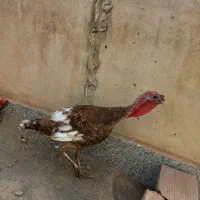 بوقلمون نر