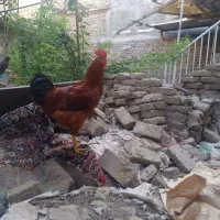 خروس محلی گلپایگان مرغ گیر