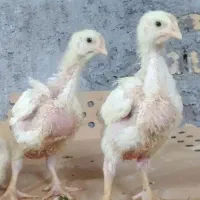 جوجه مرغ گوشتی