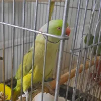 جفت ملنگو مولد سالم و سرحال