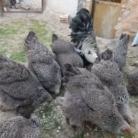 فروش ویژه تخم نطفه دار برهماهای وارداتی