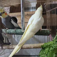 فروش تعدادی عروس هلندی
