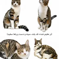گربه خانگی وابسته