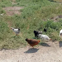 مرغ وخروس
