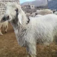 بره نر کشتار