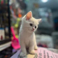گربه های بریتیش گلد و سفید