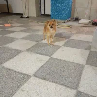 سگ پامر