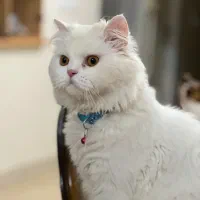 گربه پرشین عروسکی
