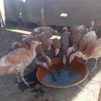 بوقلمون بوربون