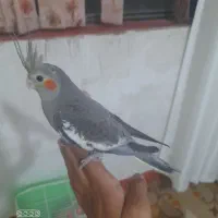 جوجه عروس دستی و مرغ عشق دستی