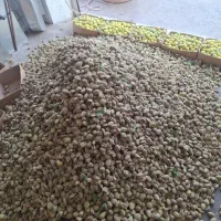 بادام سنگی و بادام کاغذی