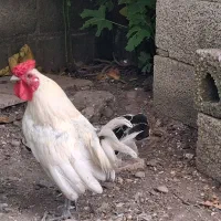 فروش مرغ و خروس سبرایت