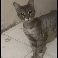 گربه طوسی پیدا شده گمشده شما نیست
