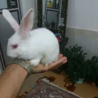 خرگوش|موش و خرگوش|مرند, |دیوار