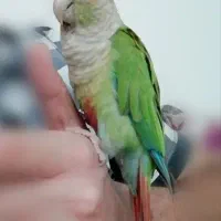 طوطی گرینچیک