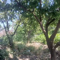 باغچه۴۰۰ متری