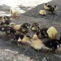 فروش جوجه اردک اسرائیلی