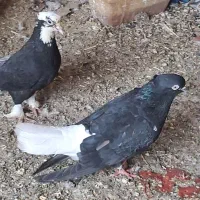 سلام کفتر فروشی