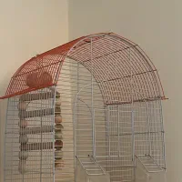 قفس عروس هلندی