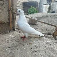 طوقی