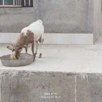 نری ۴ سال داشتی و گوشتی