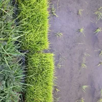 توم هاشمی