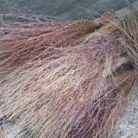 جارو (گزگ)|لوازم نظافت|کامیاران, |دیوار