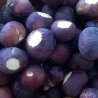 انجیر سیاه کیلو ۱۶۰