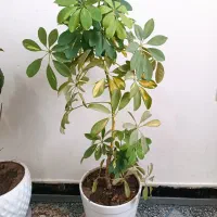 گل شفلرا و کروتون