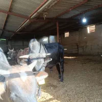 گوساله گیلک