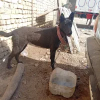 فروش سگ مالینیوز بلک