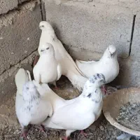 کبوتر آغ قره دمدح