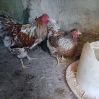 فروش یه جفت مرغ وخروس ویاندوت اورنح