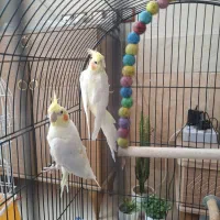 یک جفت عروس هلندی
