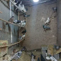 فروش کبوتر