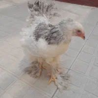 مرغ برهما