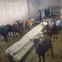 بز مورسیا