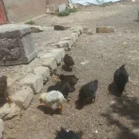 جوجه|حیوانات مزرعه|رشتخوار, |دیوار