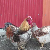 تخم مرغ  نطفه دار ویاندوت
