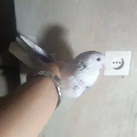 کفتر پرشی عالی