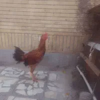 خروس‌پرپا