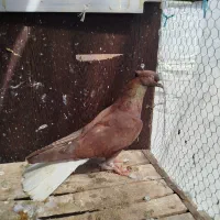 کبوتر|پرنده|قزوین, |دیوار