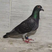 ماده عربستان 2020