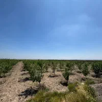 ۶۰ قطعه باغ با آب و متراژ های مختلف